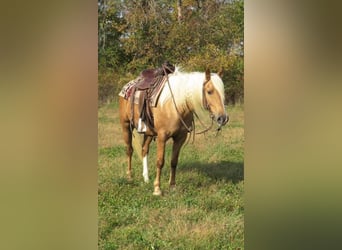 American Quarter Horse, Gelding, 8 years, 14,1 hh, Palomino