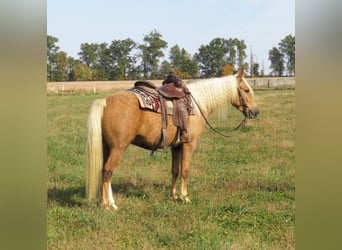 American Quarter Horse, Gelding, 8 years, 14,1 hh, Palomino