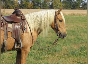 American Quarter Horse, Gelding, 8 years, 14,1 hh, Palomino