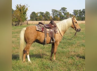 American Quarter Horse, Gelding, 8 years, 14,1 hh, Palomino