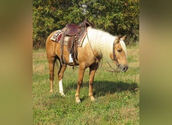 American Quarter Horse, Gelding, 8 years, 14,1 hh, Palomino