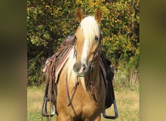 American Quarter Horse, Gelding, 8 years, 14,1 hh, Palomino