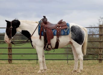 American Quarter Horse, Gelding, 8 years, 14,1 hh, Roan-Blue