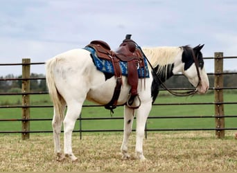 American Quarter Horse, Gelding, 8 years, 14,1 hh, Roan-Blue