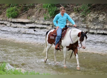 American Quarter Horse, Gelding, 8 years, 14,1 hh, Tobiano-all-colors