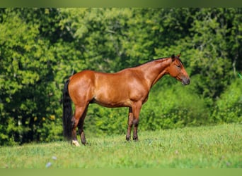 American Quarter Horse, Gelding, 8 years, 14.2 hh, Bay