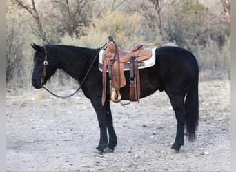 American Quarter Horse, Gelding, 8 years, 14,2 hh, Black