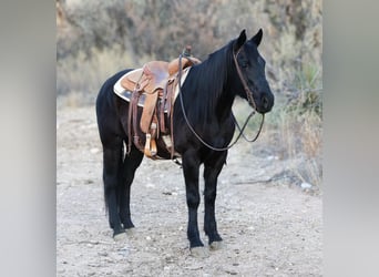 American Quarter Horse, Gelding, 8 years, 14,2 hh, Black