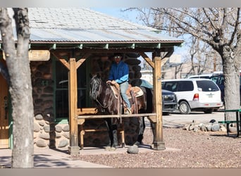 American Quarter Horse, Gelding, 8 years, 14,2 hh, Black