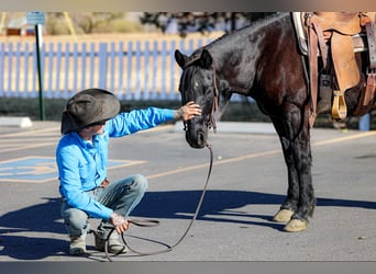 American Quarter Horse, Gelding, 8 years, 14,2 hh, Black