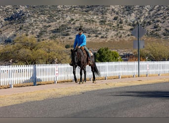 American Quarter Horse, Gelding, 8 years, 14,2 hh, Black