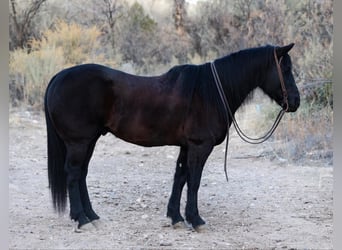 American Quarter Horse, Gelding, 8 years, 14,2 hh, Black