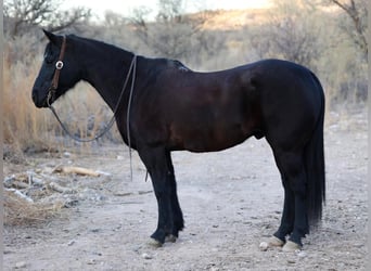 American Quarter Horse, Gelding, 8 years, 14,2 hh, Black