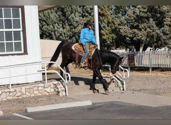 American Quarter Horse, Gelding, 8 years, 14,2 hh, Black