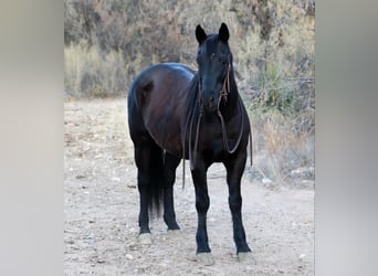 American Quarter Horse, Gelding, 8 years, 14,2 hh, Black