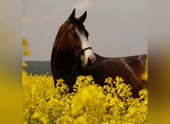 American Quarter Horse, Gelding, 8 years, 14.2 hh, Brown