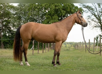American Quarter Horse, Gelding, 8 years, 14.2 hh, Buckskin