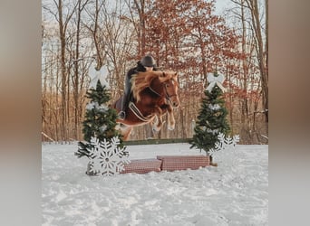 American Quarter Horse Mix, Gelding, 8 years, 14.2 hh, Chestnut