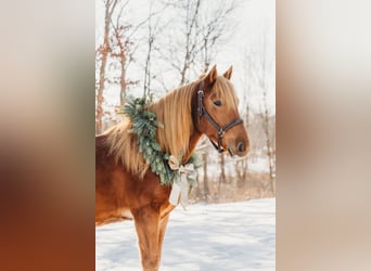 American Quarter Horse Mix, Gelding, 8 years, 14.2 hh, Chestnut