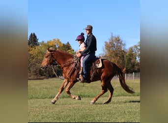 American Quarter Horse Mix, Gelding, 8 years, 14.2 hh, Chestnut