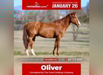 American Quarter Horse, Gelding, 8 years, 14.2 hh, Chestnut