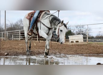 American Quarter Horse, Gelding, 8 years, 14.2 hh, Gray
