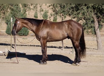 American Quarter Horse, Gelding, 8 years, 14.2 hh, Grullo