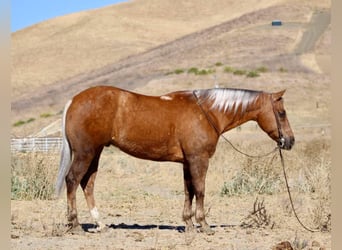 American Quarter Horse, Gelding, 8 years, 14,2 hh, Palomino