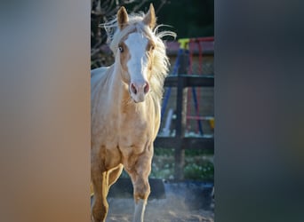 American Quarter Horse, Gelding, 8 years, 14,2 hh, Palomino