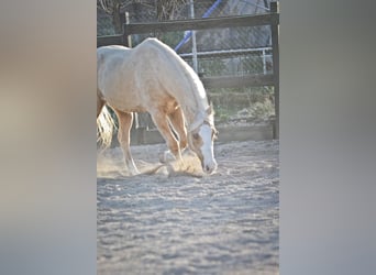 American Quarter Horse, Gelding, 8 years, 14,2 hh, Palomino