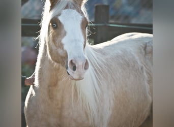 American Quarter Horse, Gelding, 8 years, 14,2 hh, Palomino