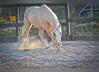 American Quarter Horse, Gelding, 8 years, 14,2 hh, Palomino