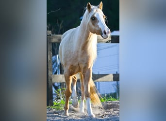 American Quarter Horse, Gelding, 8 years, 14,2 hh, Palomino