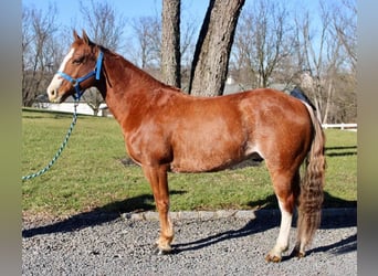 American Quarter Horse Mix, Gelding, 8 years, 14.2 hh, Rabicano