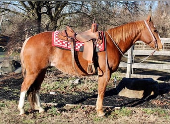 American Quarter Horse Mix, Gelding, 8 years, 14.2 hh, Rabicano