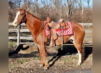 American Quarter Horse Mix, Gelding, 8 years, 14.2 hh, Rabicano