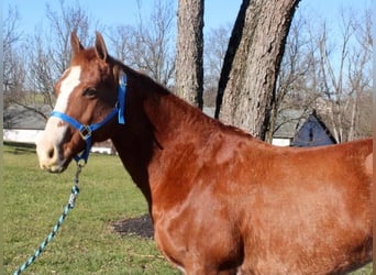 American Quarter Horse Mix, Gelding, 8 years, 14.2 hh, Rabicano
