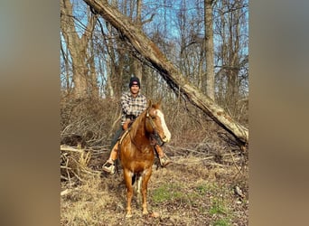 American Quarter Horse Mix, Gelding, 8 years, 14.2 hh, Rabicano