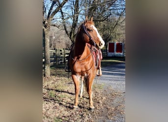 American Quarter Horse Mix, Gelding, 8 years, 14.2 hh, Rabicano