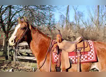 American Quarter Horse Mix, Gelding, 8 years, 14.2 hh, Rabicano