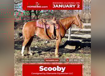 American Quarter Horse Mix, Gelding, 8 years, 14.2 hh, Rabicano