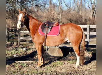 American Quarter Horse Mix, Gelding, 8 years, 14.2 hh, Rabicano