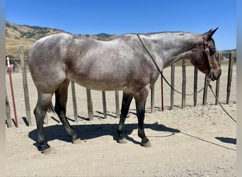 American Quarter Horse, Gelding, 8 years, 14.2 hh, Roan-Bay