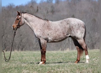 American Quarter Horse, Gelding, 8 years, 14.2 hh, Roan-Red