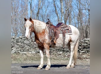 American Quarter Horse, Gelding, 8 years, 14.2 hh, Sorrel
