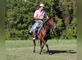 American Quarter Horse, Gelding, 8 years, 14.3 hh, Bay