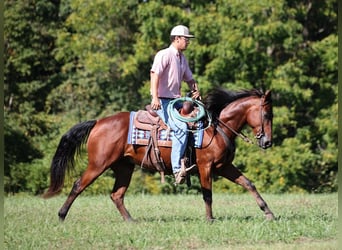American Quarter Horse, Gelding, 8 years, 14.3 hh, Bay