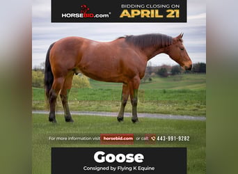 American Quarter Horse, Gelding, 8 years, 14.3 hh, Bay