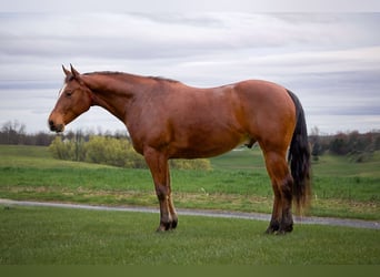 American Quarter Horse, Gelding, 8 years, 14.3 hh, Bay