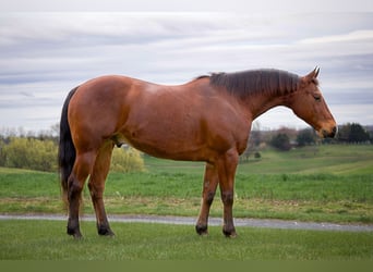 American Quarter Horse, Gelding, 8 years, 14.3 hh, Bay